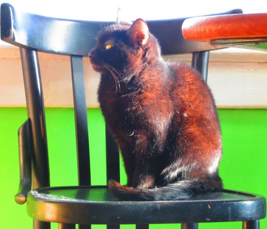 Tomorrow, we expect a brief return to wintery weather, followed in the coming days by the breathtaking newness of spring. Already, green is nearly everywhere. I am uncharacteristically hopeful.