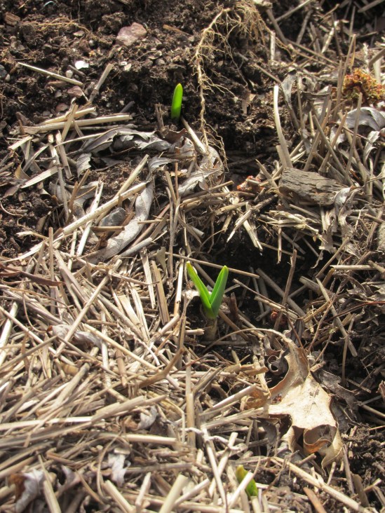Plants, walking like Egyptians.