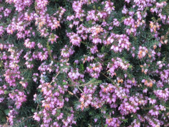 Pink and purple girl is pink and purple.