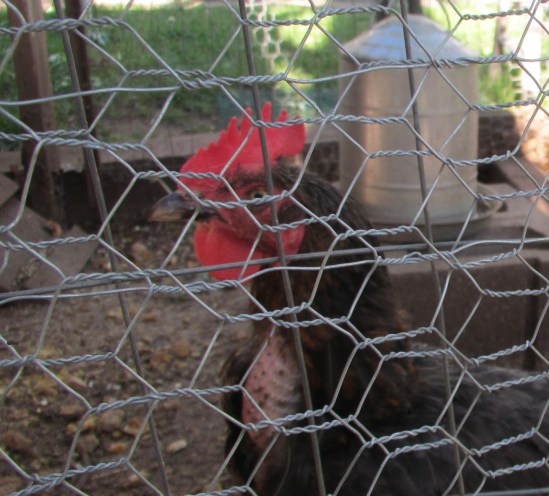 Suspicious chicken is suspicious.