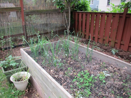 Yep, that's a container of lemongrass in New Jersey.