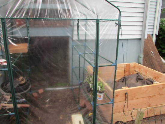 Abbott and Costello, now with lemongrass plants.