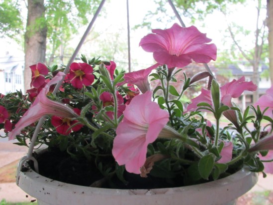 Why don't flowers come in olive and black?