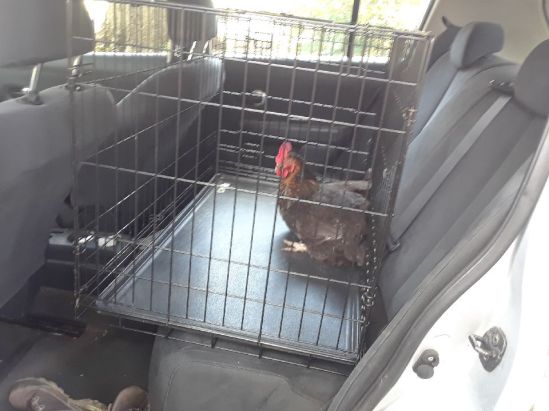 Not a great car seat.