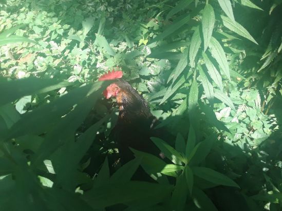 Imagine how scary this must be for the bugs.