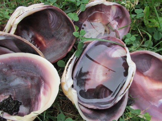 Helpful when critters drop by for a drink.