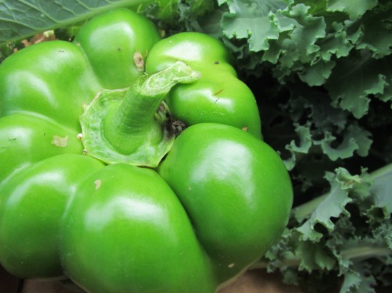 Dude, large pepper, standard size kale.