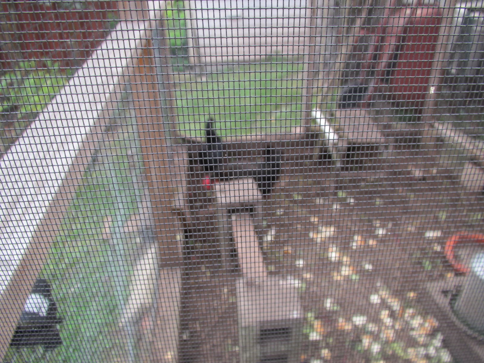 As a matter of fact, those are hot dog rolls on the ground.