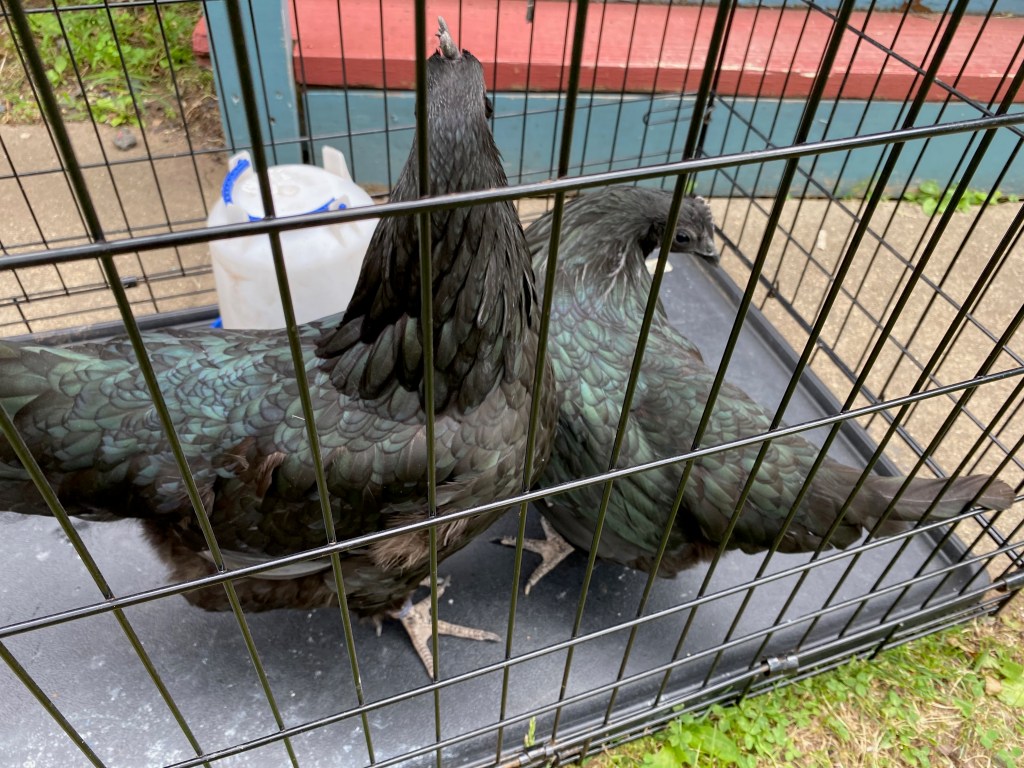 Chickens Patty and Maxine, now emeritus, no more confused than I was.